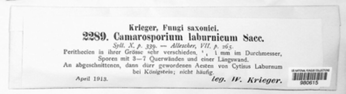 Camarosporidiella laburni image
